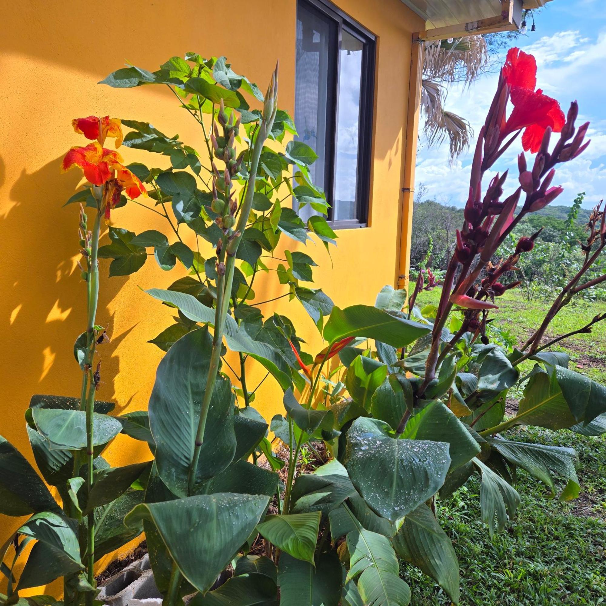 Hacienda En Los Volcanes Guayabo  ภายนอก รูปภาพ