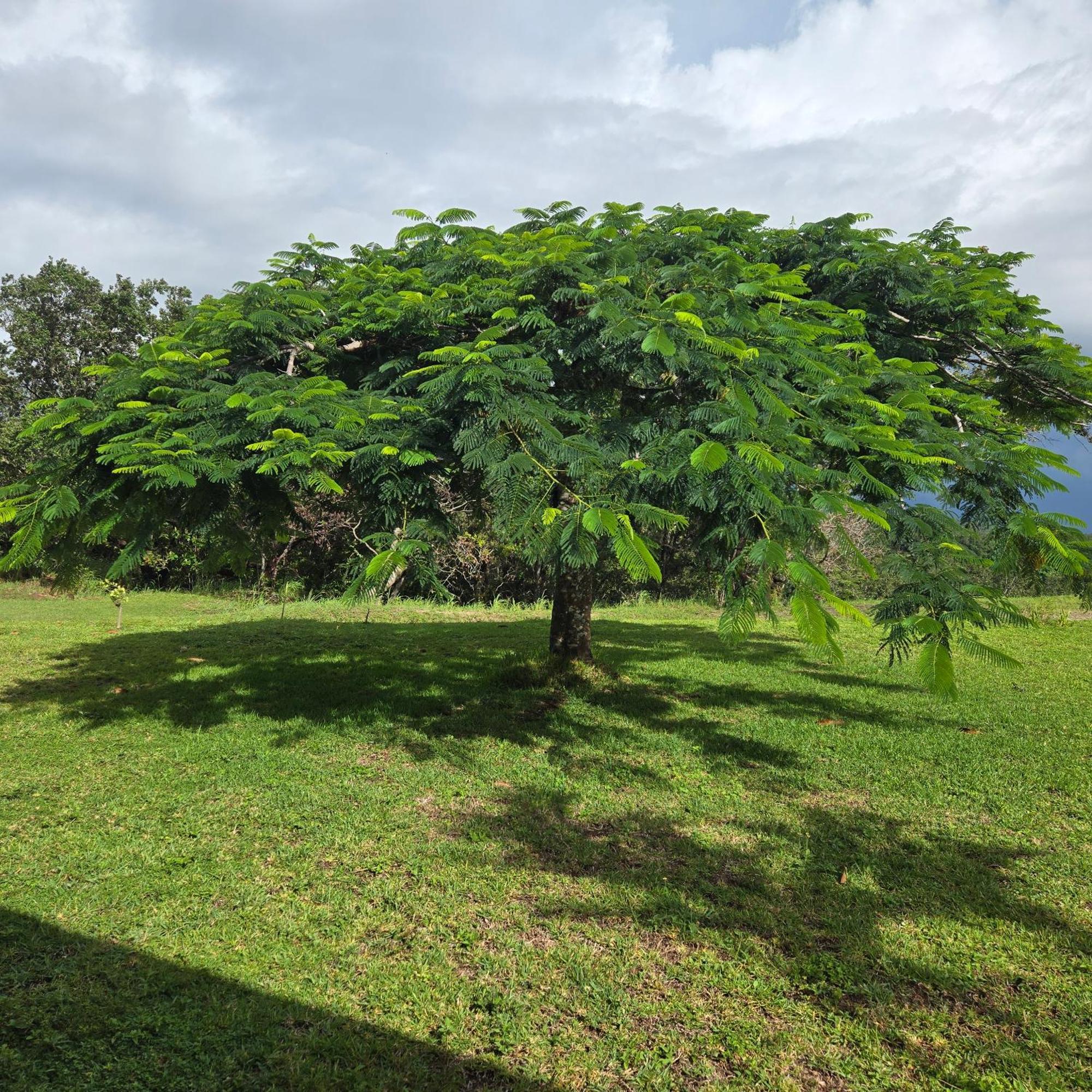 Hacienda En Los Volcanes Guayabo  ภายนอก รูปภาพ