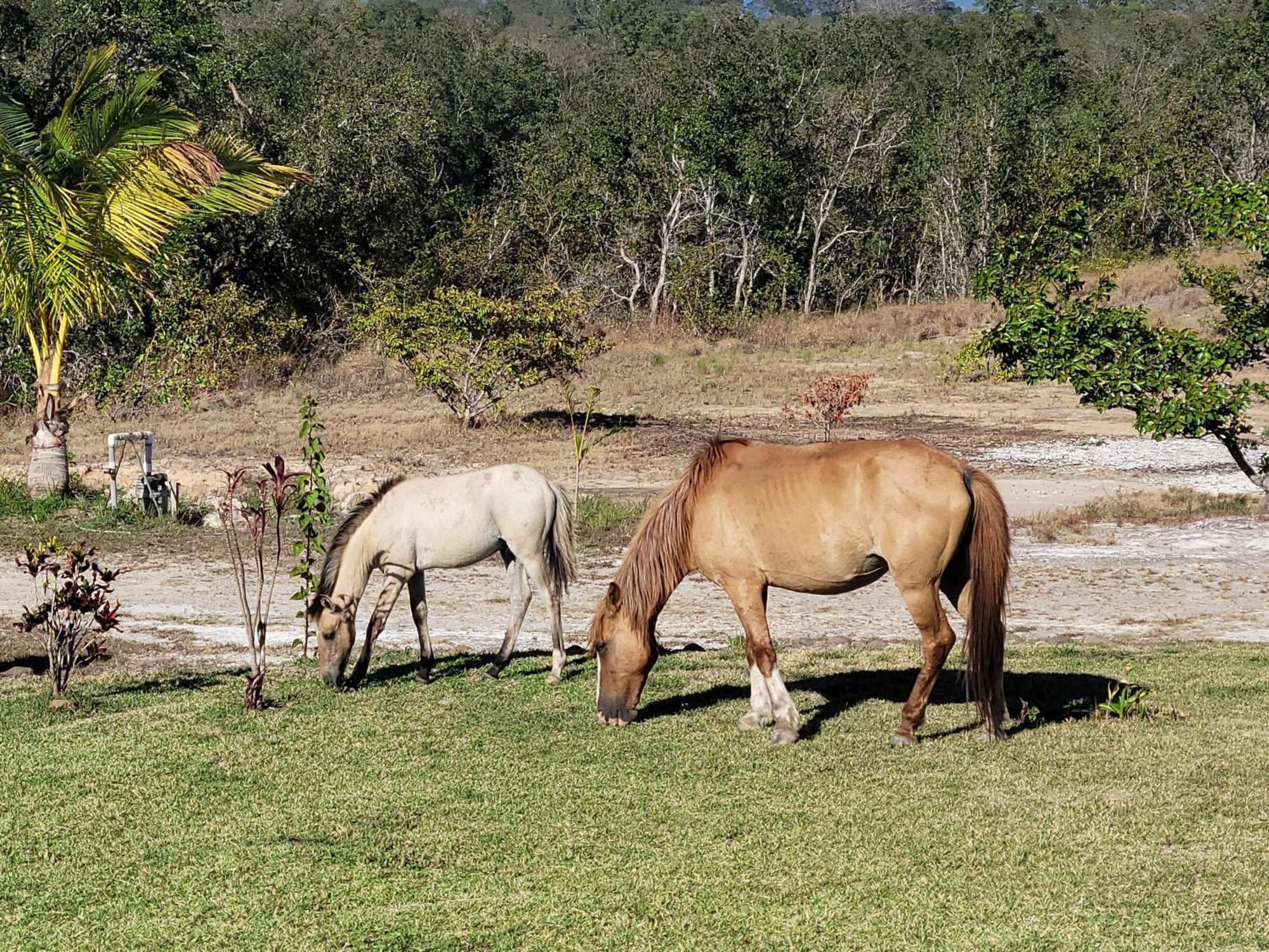 Hacienda En Los Volcanes Guayabo  ภายนอก รูปภาพ