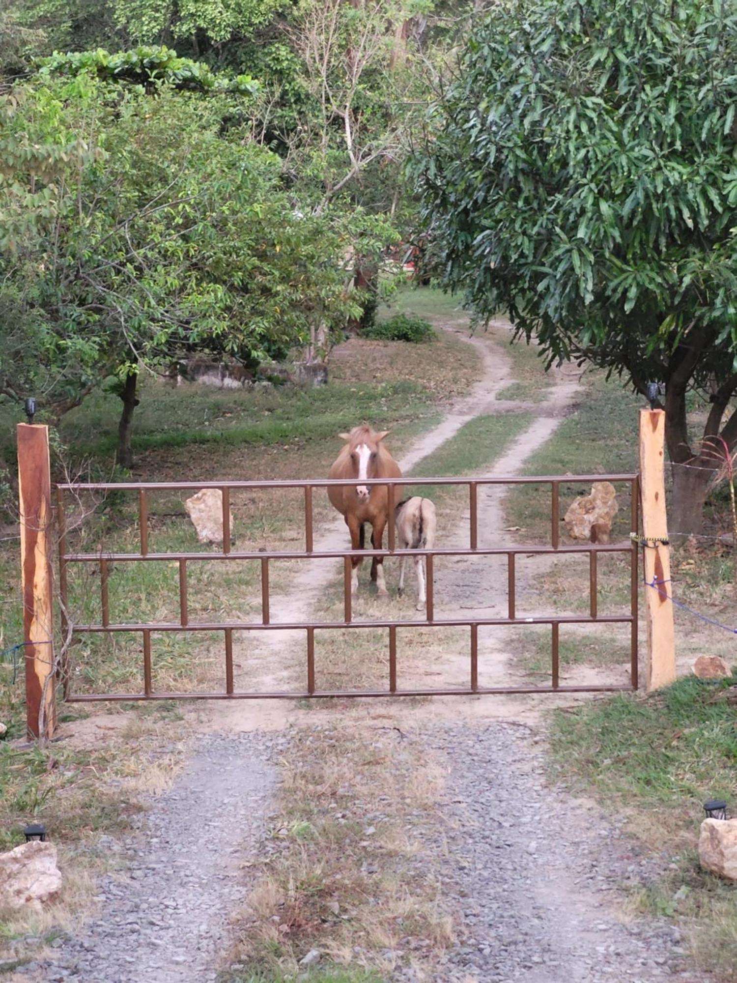 Hacienda En Los Volcanes Guayabo  ภายนอก รูปภาพ